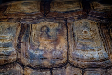 Fototapeta premium Turtle shell close-up.