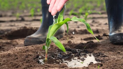 Farmer takes care of corn seedlings. Sprouted corn seeds, green leaves of fresh sprouts germs, farm worker employee hand watering plant, nourishing soil with water. Agricultural agrarian farm business - Powered by Adobe