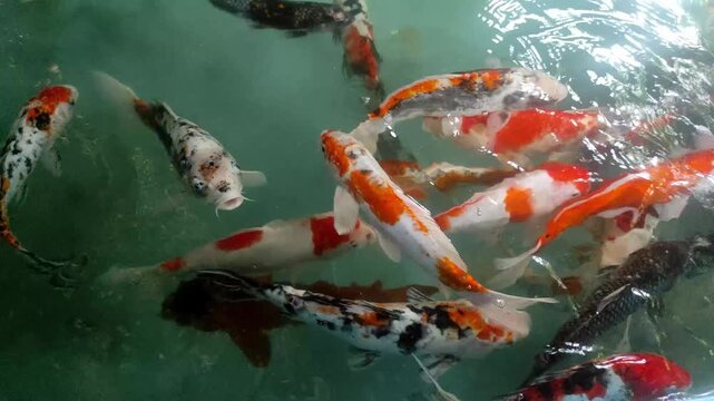 Colorful Koi Fish Swimming in Pond &ndash; Serene Water Garden Scene