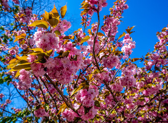 Cherry blossom branches in close-up.