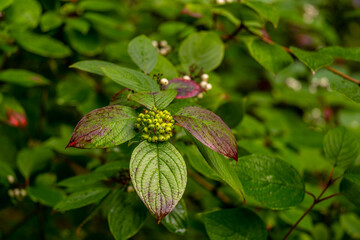 Young green leaves in the forest on a summer day.
