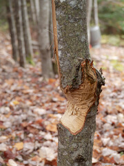 Wildlife Behavior: Tree Partially Felled by Beaver © Wendy
