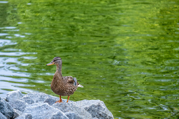 A duck stands on a rock in a lake near the shore.