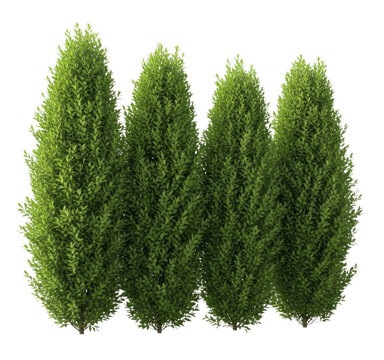 Four green arborvitae trees transparent background cutout png