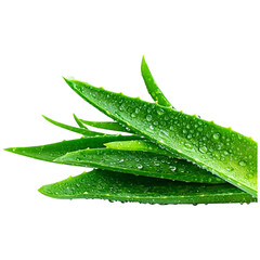 Fresh vibrant aloe vera leaves covered in water droplets natural skincare health
