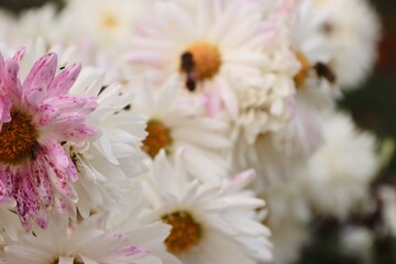 Asters with bees — a close-up of flowers in their natural environment, showing the pollination...