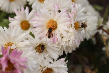 Asters with bees — a close-up of flowers in their natural environment, showing the pollination process. The photo conveys the ecological interaction between insects and plants, 