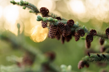 Fir cones on branch in warm sunset light