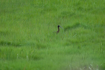 Glossy Ibis in a grassy area of Scarborough Marsh Maine.