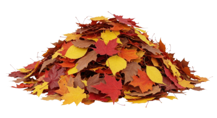 Pile of autumn leaves transparent background cutout png