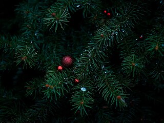 Close-up view of a dark green pine tree branches adorned with tiny red berries and a sparkling red ornament covered in water droplets
