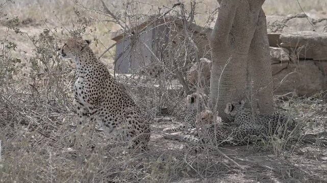 cheetah with little cubs in Africa