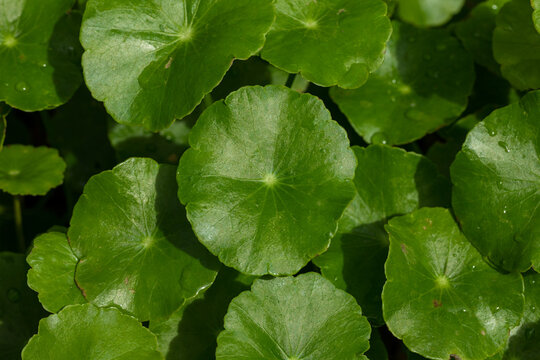 Close-Up of Centella Asiatica Leaves, Herbal Medicine Concept