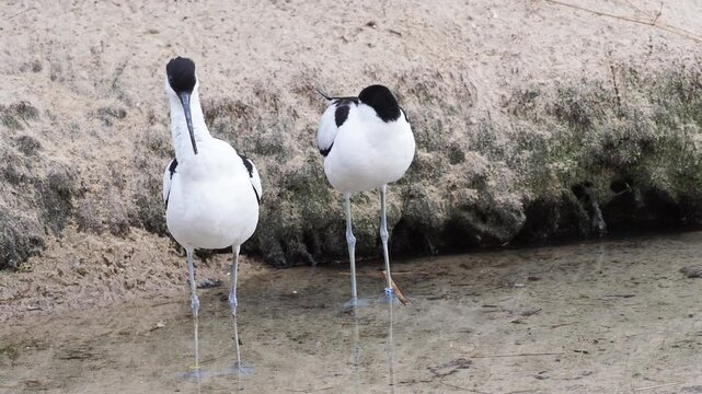 Two distinct pied avocets standing in shallow water next to sand