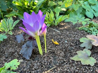 Autumn Colchicum crocus in the garden wallpaper background