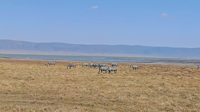 a herd of zebras walking in a queue