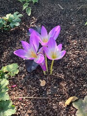 Autumn Colchicum crocus in the garden wallpaper background