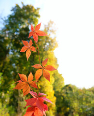 branch of wild grapes with bright red leaves outdoor, garden or forest landscape. beautiful autumn nature background. fall season. artistic nature image with plant leaves