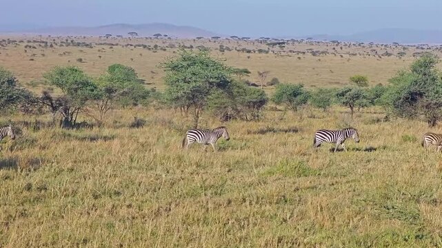 a herd of zebras walking in a queue