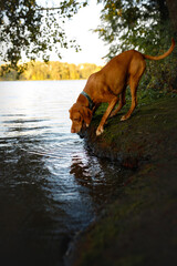 portrait of a vizsla dog in blue collar drinking water from the lake in the autumn sunny green park with blur background