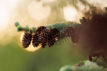 Pine cones on spruce branch in warm sunset light
