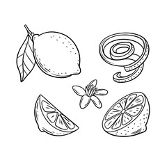 Hand drawn lemon fruit illustration with flower peel and segments black and white line drawing design elements for prints and patterns