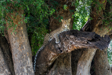 Leopard (Panthera Pardus) resting in a tree in Mashatu Game Reserve in the Tuli Block in Botswana