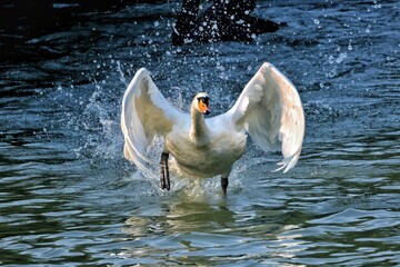white swan swimming in the water