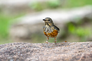 sparrow on the ground