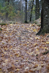 fallen autumn leaves on graveyard pathway. Latvian forest cemetery.