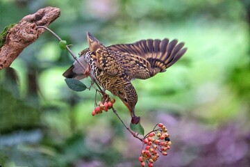 butterfly on a branch