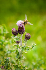 Close-up of a pink blooming thistle in the clearing. Thorny flowering plant with bee.