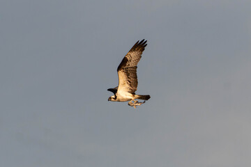 osprey in flight