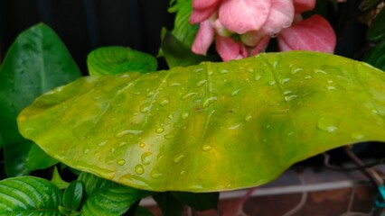 water drops on a green leaf