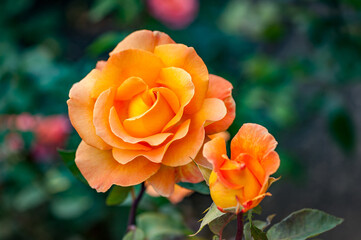 Orange rose flower in roses garden. Top view. Soft focus.