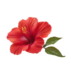 Vibrant red hibiscus flower with green leaves isolated on black for tropical designs