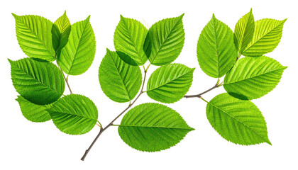 Fototapeta premium Close-up of a green leafy branch with textured leaves against a black background, illuminated by bright sunlight