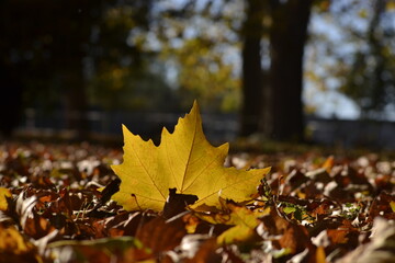 Yellow Autumn fallen leaf