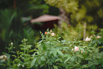  pink rosebud in the garden its soft petals glowing against a blurred green background, capturing the quiet beauty of nature outdoors, Take photo by manual lens 35 mm  f-stop1.6