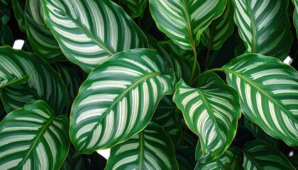Vibrant green leaves with white stripes fill the frame, creating a lush and textured botanical scene
