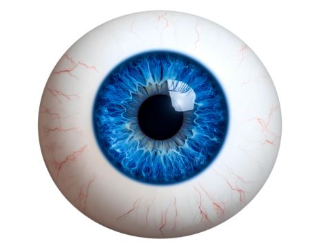 Highly detailed blue human eyeball with realistic iris texture, pupil, and light reflections, isolated on a transparent background. Perfect for anatomy, medical visuals.