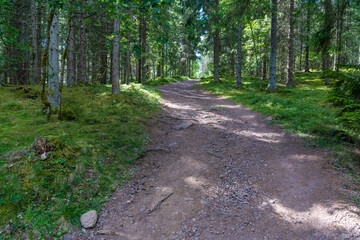Empty Forest Trail Through Green Woodland on a Sunny Day in Sweden