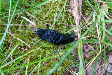Black slug (Arion ater) in green grass
