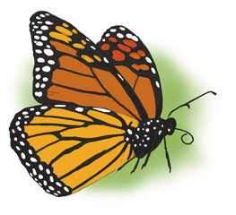 painting Vibrant Monarch Butterfly with Open Wings