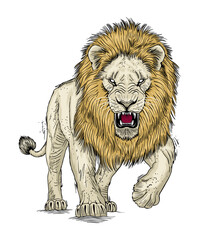 Walking lion vector illustration. African wild animal design on transparent background