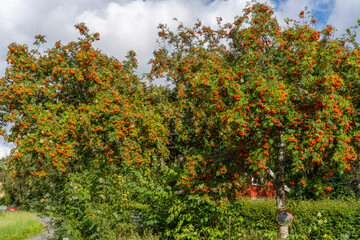 Rowan (Sorbus aucuparia) tree full with berries