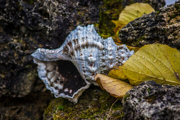 a sea shell against a background of rocks. a beautiful sea shell against a natural background. a predatory shellfish. an empty shellfish house. an empty shell.