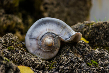 a sea shell against a background of rocks. a beautiful sea shell against a natural background. a predatory shellfish. an empty shellfish house. an empty shell.