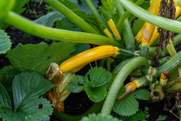 Immature golden yellow zucchini in garden