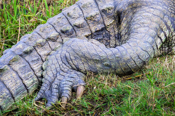 Nile crocodile (Crocodylus niloticus) skin and claw close-up in detail, Kruger national park, South Africa.